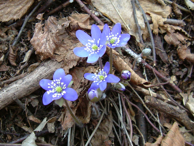 Hepatica nobilis / Erba trinit